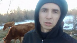 Лезет шерсть с коровы. Что делать? Ответ на вопрос.