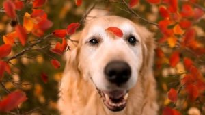 Дай, Джим, на счастье лапу мне ?  Стих Читает С Безруков