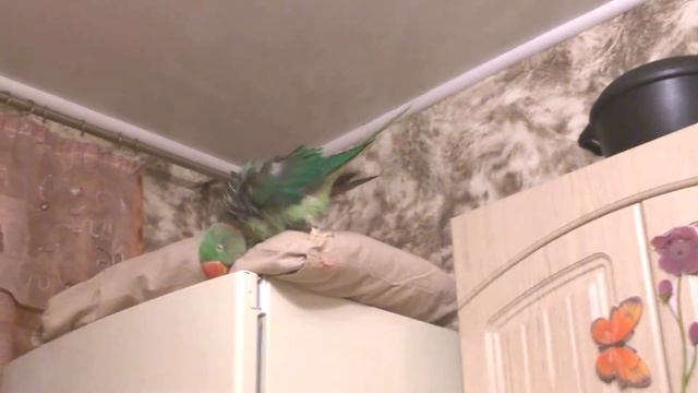 Александрийский попугай Гринни: сушится после купания. смотреть онлайн