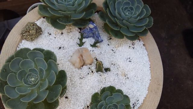 😙Glaucas, aeononiun e echeveria agavoides estrela смотреть онлайн