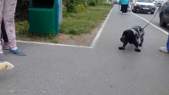 Ручной Соболь.Тюмень. смотреть онлайн
