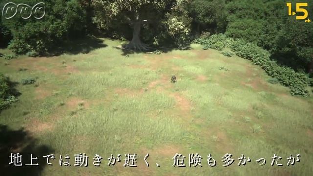 [人類誕生CG] 440万年前の人類は愛妻家でイクメンだった！？ | NHKスペシャル | NHK