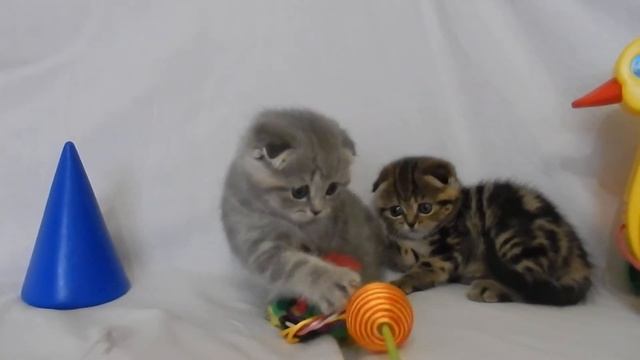 котята шотландцы продажа смотреть онлайн