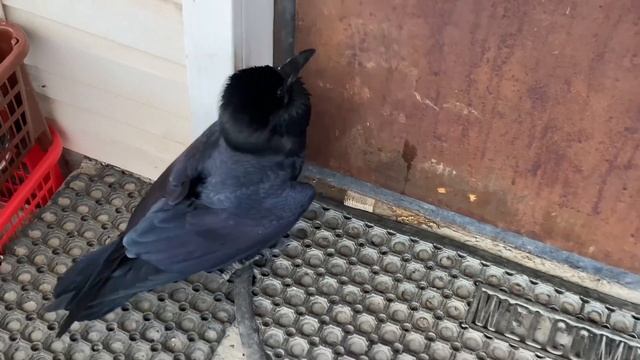 Ворон Яша на прогулке!!!!! смотреть онлайн