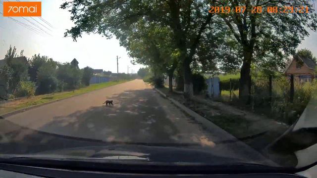 Когда черный кот всё таки уступает дорогу смотреть онлайн