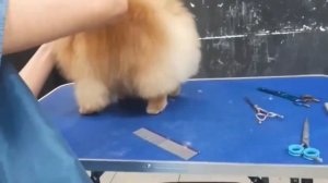 Салонный груминг шпица. Отрывок из МК