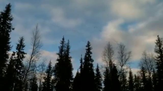 Гуси полетели на юг. смотреть онлайн