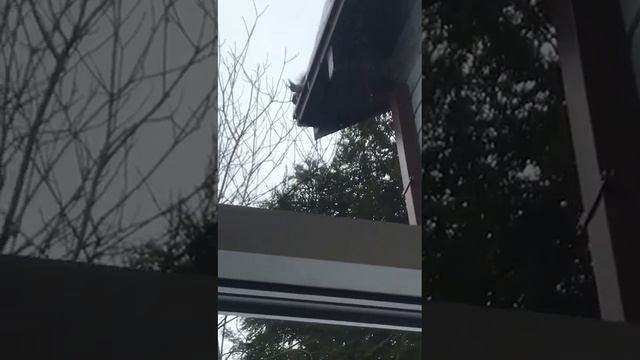 Белочка опять приходила . Но теперь к жене ; а она не пьет ! Значит настоящая смотреть онлайн