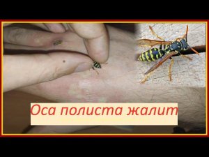 Жалит оса полиса / не повторять