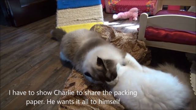 Power Trip! -5 Month Old Ragdoll Kitten Rosey's 3rd Vlog смотреть онлайн