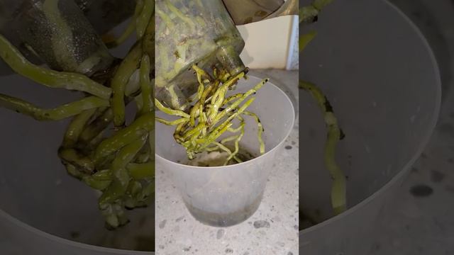 Мощные корни у орхидеи #орхидея #фаленопсис смотреть онлайн