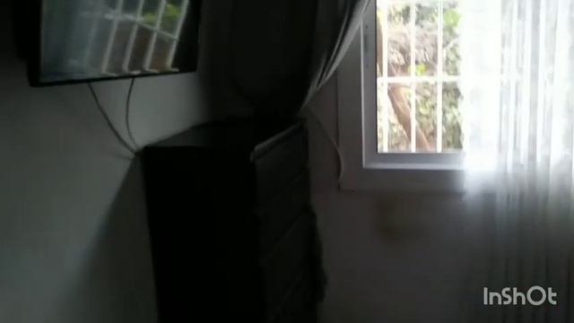 ЖИЗНЬ В ИСПАНИИ. КАК В ОДНОЙ КВАРТИРЕ ЖИВУТ 5 КОШЕК И 1 ГОЛУБЬ. смотреть онлайн