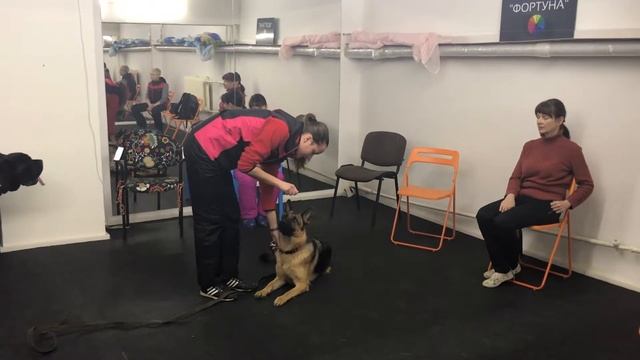 Обучение Собак Командам. Занятие по Подготовке Помощников Инструктора по Дрессировке смотреть онлайн