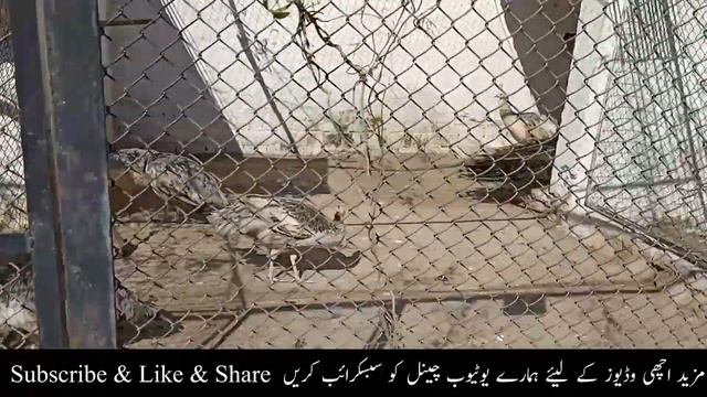 Green Java Peacock Farming | Visit Beautiful Birds Farm | Best Informative Video For Birds Lover's смотреть онлайн