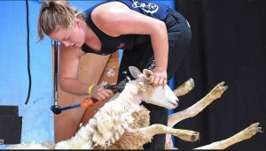 Вам стоит посмотреть: Удивительное овцеводство - Самая быстрая стрижка овец и обработка шерсти