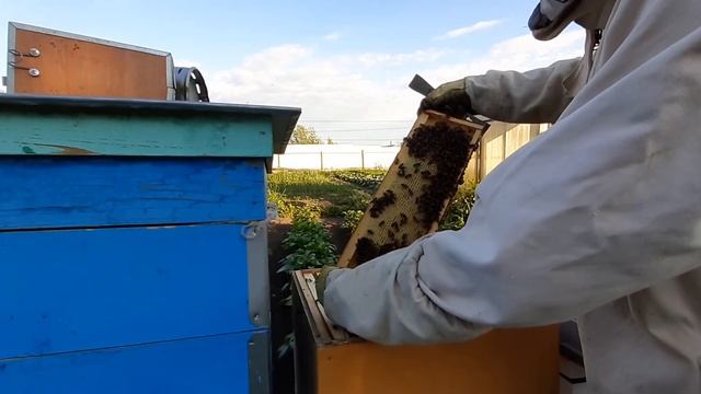 Племенная семья карники и майский мёд на Урале смотреть онлайн