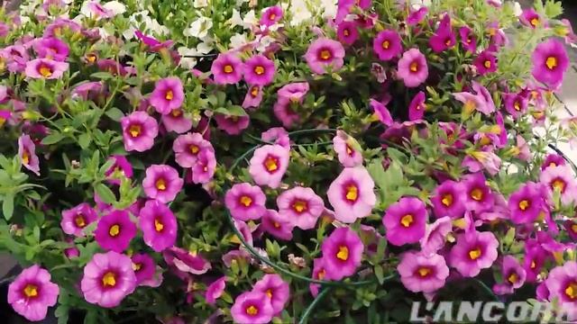 "Fiori, profumi e sapori" a Nizza Monferrato смотреть онлайн