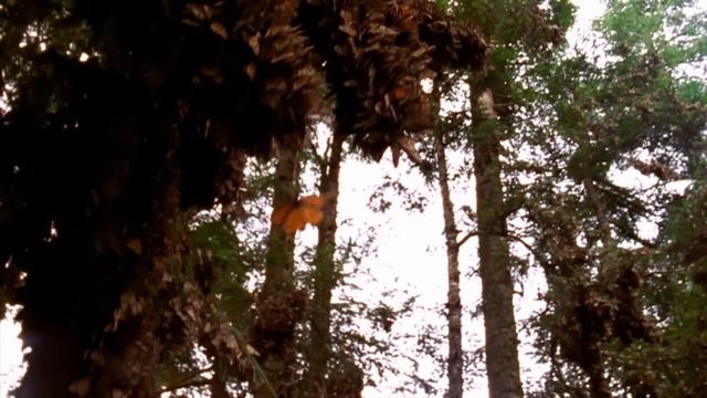 The Shins - Saint Simon [OFFICIAL VIDEO] (Remastered) смотреть онлайн