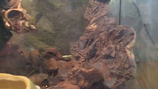 Шустрая молодая зелёная игуана. Террариумистика / Agile green iguana. Terrarium смотреть онлайн