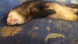 Как спят хорьки !!