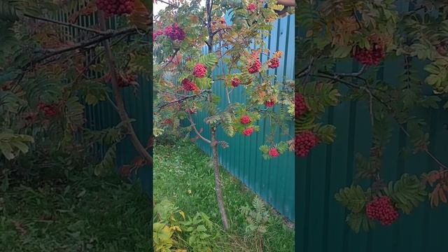 "КАК ВЛЮБИТЬСЯ В ХОРОШЕГО ПАРНЯ" смотреть онлайн