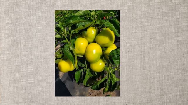 Лучшие сорта сладкого перца из моей коллекции.Самые урожайные, вкусные, сладкие и неприхотливые!!! смотреть онлайн