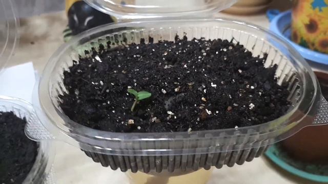 Гибискус жане герань гулин тукымнан бирге осирейк смотреть онлайн