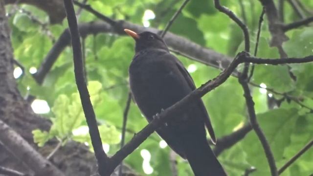 Пение чёрного дрозда смотреть онлайн