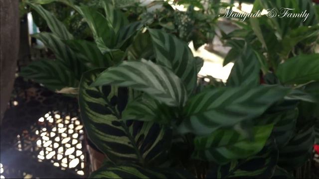 4K Singapore Plant Nursery Croton Codiaeum Variegatum to bring home смотреть онлайн