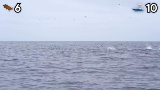 Catch the Most Fish in 24 Hours You Win.