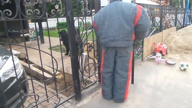 Тест №34. Две собаки на охране территории. смотреть онлайн