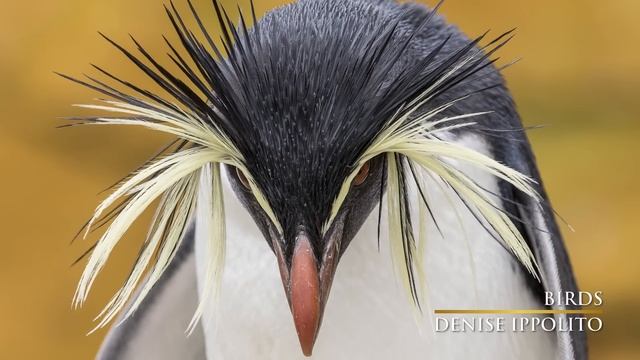 2016 Nature's Best Photography Awards смотреть онлайн