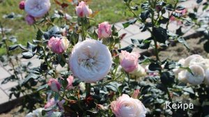 Краткий обзор розы  Кейра (Английская) - Keira.(Austin Великобритания, 2012)
