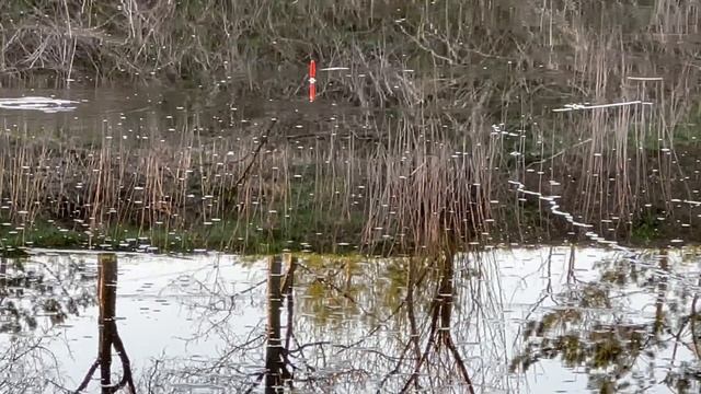 КАРАСИ "кабаны". Ловля КАРАСЯ в ПОДМОСКОВЬЕ. РЫБАЛКА НА ПОПЛАВОК. смотреть онлайн