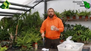 СВЕРХ ВЫГОДНАЯ ДОМАШНЯЯ ТРИХОДЕРМА. Как получить, как выглядит и как использовать.