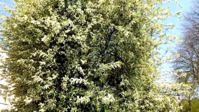 Футаж. Как красиво цветет акация смотреть онлайн