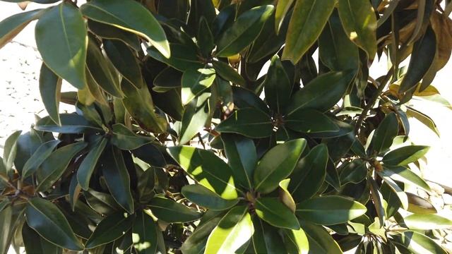 Магнолия Альта вся в Бутонах! смотреть онлайн