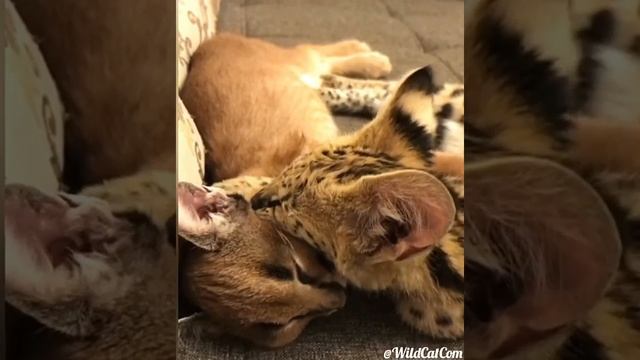 Сервал атакует каракала. Serval Attacks Caracal Kitten