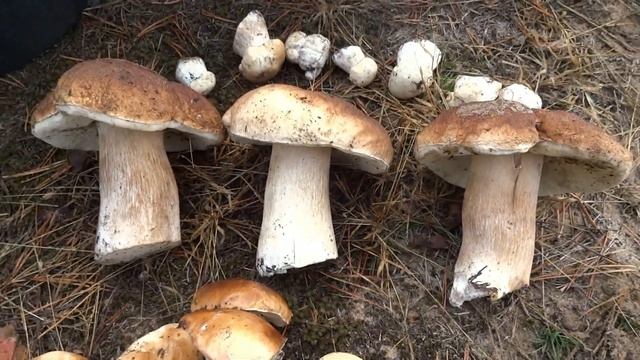 Грибной сезон в Донбассе! смотреть онлайн