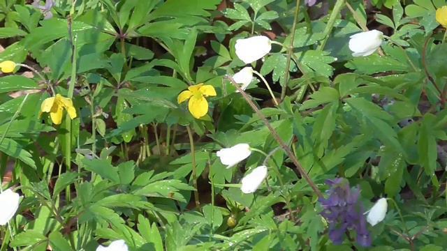 Весна. Лесные цветы, пение птиц смотреть онлайн