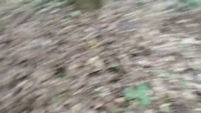 Новый солонец.