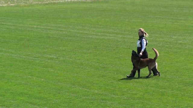 Малинуа Draiv iz Valkov Viktoliadi, IPO-1, С-96 баллов. "Кубок Василькова-2018" смотреть онлайн