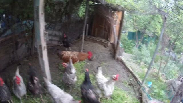 ПЕТЯ ВЗБЕСИЛСЯ, ИЛИ ВЕСЕННЯЯ АГОНИЯ ПЕТУХА ДОМИНАНТА. смотреть онлайн