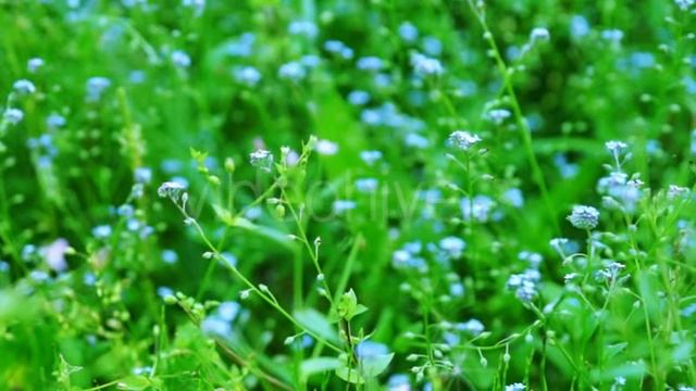 Beautiful Blue Forget-Me-Not Flowers at Field смотреть онлайн