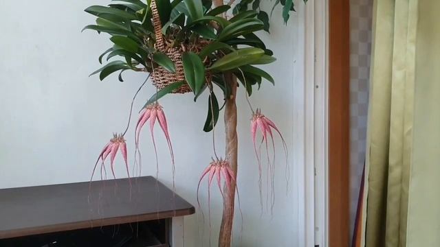 Bulbophyllum Elizabeth Ann. Описание,уход.