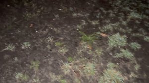 Где искать червей выползков весной / как насобирать червей на рыбалку