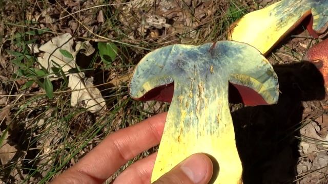 Боровик розовокожий (Rubroboletus rhodoxanthus) смотреть онлайн