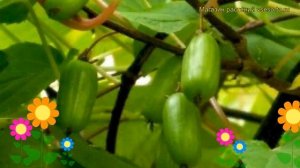 Актинидия коломикта Витаминная. Краткий обзор, описание характеристик, где купить саженцы