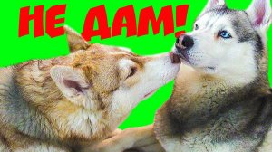 МОЙ ПАПА - ЖАДИНА! (Хаски Бублик) Говорящая собака Mister Booble