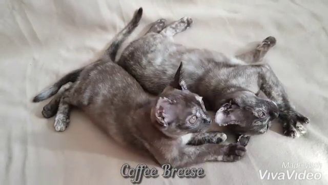 Бурма. Котята в черепаховом окрасе. смотреть онлайн